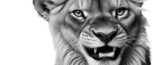 white lion,white tiger,lion white,tigon,panthera leo,aslan,white bengal tiger,tigr,leonine,panthera,smilodon,magan,lion,lionesses,tigar,tiger png,lionsxii,snep,lionheart,female lion,Illustration,Realistic Fantasy,Realistic Fantasy 45