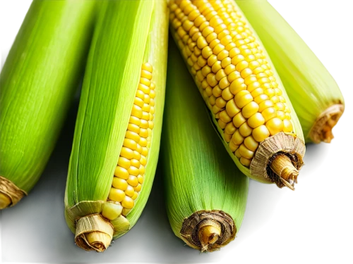 corncobs,maize,corns,sweetcorn,corn,ornamental corn,mycotoxins,ears of corn,corn pattern,winter corn,oldcorn,cornhusker,kernels,corncob,corn ordinary,cornstalks,cornelison,cornstalk,cecrops,grain ears,Conceptual Art,Fantasy,Fantasy 28