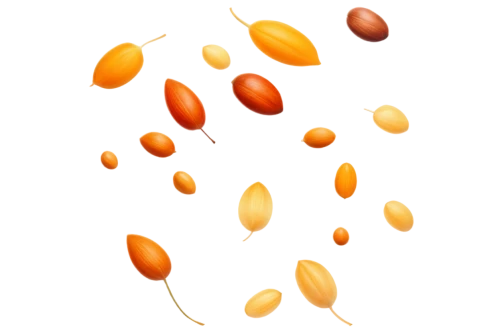 hippophae,sea buckthorn,pigeon pea,kernels,apricot kernel,kidney beans,kumquats,argan tree,indian jujube,maple seeds,soybean oil,dried apricots,pine nuts,soybean,candy corn pattern,apricots,kumquat,persimmons,acorns,argan,Art,Artistic Painting,Artistic Painting 47