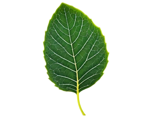 leaf background,green leaf,tropical leaf,mape leaf,tree leaf,bigleaf,spring leaf background,mammoth leaf,fern leaf,magnolia leaf,custody leaf,jungle leaf,fan leaf,leaf,leaf green,leaf structure,fig leaf,leaf drawing,chloropaschia,walnut leaf,Illustration,American Style,American Style 06