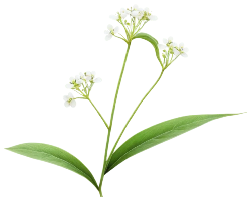 veratrum,flowers png,plantago,convallaria,lily of the valley,allium sativum,greek valerian,ornithogalum umbellatum,lily of the field,wild garlic,lilly of the valley,grape-grass lily,grass lily,galium,tuberose,citronella,panicle,morinda citrifolia,plantain-leaved leopard's-bane,sea arrowgrass,Illustration,Black and White,Black and White 22