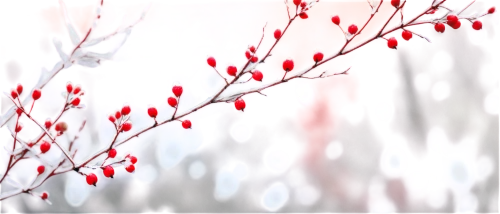 cherry branches,plum blossoms,japanese floral background,ornamental cherry,background bokeh,plum blossom,red tree,cherry tree,cold cherry blossoms,cherry trees,japanese sakura background,cherry blossom branch,sakura cherry tree,takato cherry blossoms,bokeh effect,plum tree,japanese cherry trees,japanese cherry,red petals,winter cherry,Conceptual Art,Fantasy,Fantasy 01