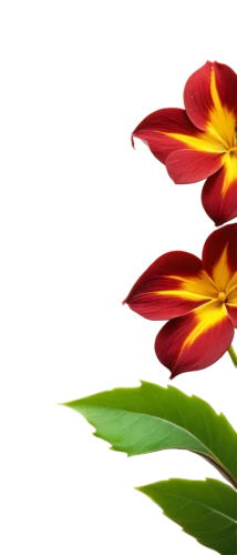 flowers png,tulip background,peruvian lily,flower background,heliconia,flame lily,western red lily,fire-star orchid,flame flower,gazania,firecracker flower,guernsey lily,minimalist flowers,lotus png,turkestan tulip,flying duck orchid,blackberry lily,ornamental plants,brown-red daylily,floral digital background,Photography,Fashion Photography,Fashion Photography 14