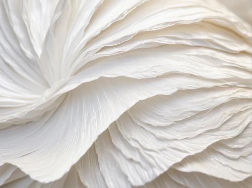 white silk,crumpled paper,wrinkled paper,fiberglas,folded paper,ruffles,cotton cloth,rolls of fabric,paper flower background,linen paper,cheesecloth,pleated,pillowtex,pleating,frill,meringue,fabric texture,chrysanthemum background,feather carnation,paper flowers,Illustration,Black and White,Black and White 02