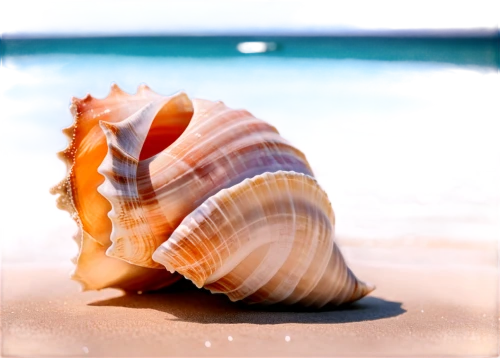 sea shell,seashell,beach shell,spiny sea shell,conch shell,sea snail,blue sea shell pattern,seashells,snail shell,marine gastropods,conch,in shells,shells,sea shells,shell,clam shell,banded snail,watercolor seashells,whelk,clamshell,Conceptual Art,Daily,Daily 13
