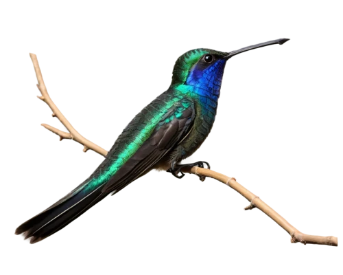 bird hummingbird,an ornamental bird,rofous hummingbird,sunbird,calliope hummingbird,broadbill,annas hummingbird,humming bird,ornamental bird,bird png,colibri,chryssides,southern double-collared sunbird,allens hummingbird,anna's hummingbird,bee hummingbird,pajaro,ruby-throated hummingbird,night bird,olive-back sunbird,Conceptual Art,Fantasy,Fantasy 13