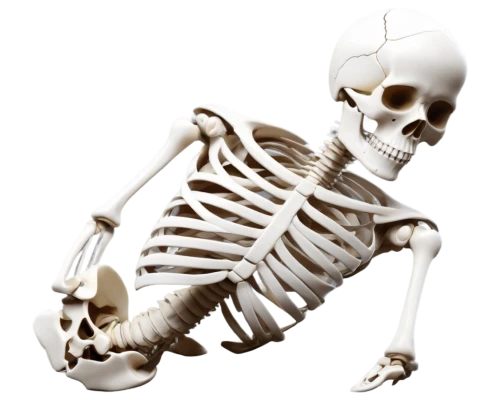 skeletal,calcium,vintage skeleton,skeleton,human skeleton,skelemani,spookily,doot,skelly,skeleltt,spookiest,bone,osteoporotic,boneparth,spook,skelid,skeletal structure,spooking,spookier,skulk,Photography,Artistic Photography,Artistic Photography 11