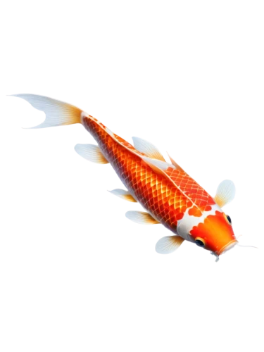 garridos,koi fish,lanternfish,koi,koi carps,arowanas,dragonfish,garrisoned,swordtail,red fish,arowana,fish pen,constellation swordfish,razorfish,dartfish,hawkfish,krill,tetrodotoxin,guardfish,aburi,Conceptual Art,Daily,Daily 33