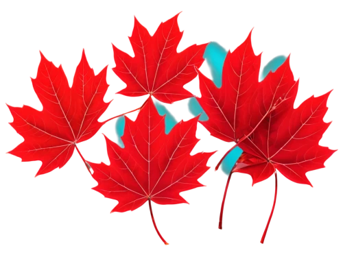 maple leaf red,red maple leaf,leaf background,maple leaves,fireworks background,maple foliage,red leaves,diwali background,red leaf,yellow maple leaf,spring leaf background,derivable,maple leave,maple bush,colored leaves,leaf icons,red blue wallpaper,canadense,red foliage,diwali wallpaper,Illustration,Abstract Fantasy,Abstract Fantasy 09