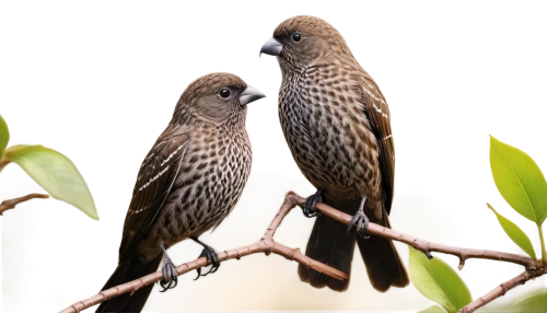 love bird,bird couple,white-headed munia,confiding,black-headed munia,birds with heart,sparrows,for lovebirds,indigobirds,honeyguides,love birds,starlings,parrot couple,babblers,finches,house finches,lovebird,songbirds,courtship,laughingthrush,Conceptual Art,Fantasy,Fantasy 32