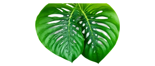 tropical leaf,monstera,jungle leaf,tropical leaf pattern,fern leaf,coconut leaf,leaf fern,monstera deliciosa,mape leaf,smooth solomon's seal,oleaceae,thick-leaf plant,walnut leaf,custody leaf,banana leaf,foliage leaf,magnolia leaf,leaf background,green leaf,fan leaf,Art,Classical Oil Painting,Classical Oil Painting 29