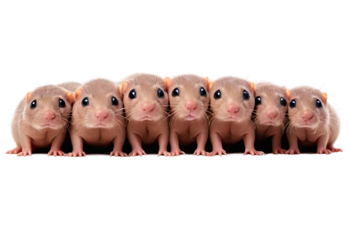 piglets,hamsters,guinea pigs,little pigs,piggies,pigmentosum,porkers,hamler,teacup pigs,palmice,animorphs,heterozygotes,lemmings,mouse bacon,quintuplet,morphs,pigmy,porcine,rodentia icons,hamdanids,Illustration,Paper based,Paper Based 26