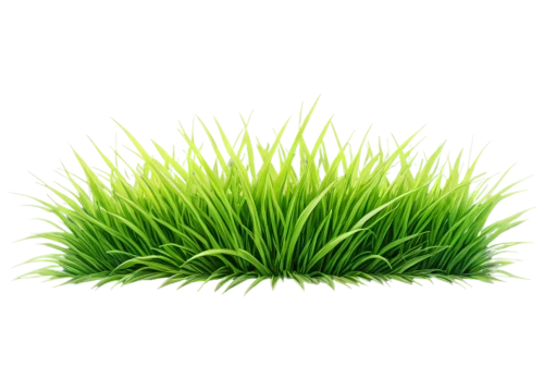 wheatgrass,block of grass,wheat germ grass,grass,wheat grass,dad grass,grass grasses,sweet grass plant,halm of grass,grass blades,quail grass,blade of grass,grass roof,grass fronds,mow,sweet grass,brick grass,citronella,green grass,high grass,Illustration,Realistic Fantasy,Realistic Fantasy 33