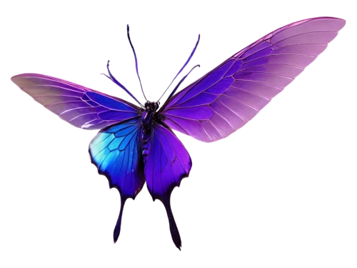 butterfly vector,butterfly clip art,butterfly background,hesperia (butterfly),flutter,aurora butterfly,butterfly,glass wing butterfly,ulysses butterfly,large aurora butterfly,blue butterfly background,vanessa (butterfly),cupido (butterfly),butterfly isolated,isolated butterfly,sky butterfly,c butterfly,papillon,butterflay,wing purple,Photography,Black and white photography,Black and White Photography 05