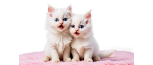 oriental shorthair,turkish van,kittens,pink cat,turkish angora,cats angora,two cats,cornish rex,pet vitamins & supplements,baby cats,huskies,siamese cat,doll cat,breed cat,cat image,transparent background,devon rex,porcelain dolls,peterbald,cats,Illustration,Realistic Fantasy,Realistic Fantasy 14