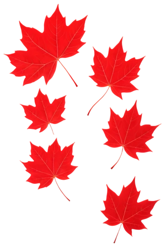 maple leaf red,maple leaf,red maple leaf,canadian flag,maple leaves,leaf background,maple leave,leaf icons,maple foliage,yellow maple leaf,leaf border,canadas,red leaf,fall leaf border,maple bush,autumn leaf paper,red maple,leaf pattern,canada,leaf rectangle,Conceptual Art,Daily,Daily 33