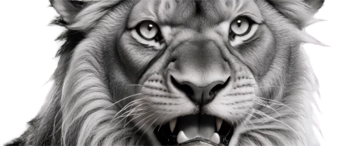tigon,panthera leo,lion white,tigar,tiger png,tigr,white tiger,magan,aslan,derivable,panthera,leonine,white lion,roaring,stigers,white bengal tiger,roar,lion,ruge,tiger head,Illustration,Retro,Retro 05