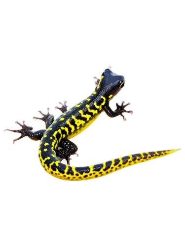 fire salamander,salamandra,keelback,salamander,yellow python,vipera,spiralfrog,lampropeltis,salamanders,constellation snake bearer,malagasy taggecko,krait,salamandre,chytrid,hypsiboas,plethodon,pitviper,carpet python,pelophylax,micrurus,Illustration,Vector,Vector 12