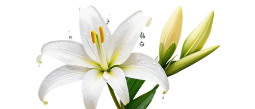 easter lilies,madonna lily,white lily,flowers png,zephyranthes,day lily,lily flower,white trumpet lily,grass lily,day lily flower,hymenocallis,hippeastrum,white flower,lilies of the valley,lilium candidum,lilien,african lily,lilies,jonquils,lillies,Illustration,Black and White,Black and White 30