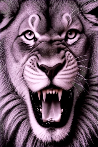 tigon,lion,lion white,panthera leo,magan,tiger png,roaring,iraklion,leonine,roar,panthera,to roar,tigr,aslan,skeezy lion,ruge,lion head,lionheart,scar,lionni,Illustration,Vector,Vector 15