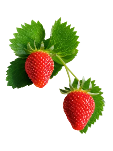 strawberry plant,alpine strawberry,strawberry ripe,strawberries,native raspberry,west indian raspberry,west indian raspberry ,mock strawberry,strawberry,wild strawberries,thimbleberry,red strawberry,strawberry tree,schisandraceae,virginia strawberry,rubus,mollberry,strawberry flower,raspberry leaf,loganberry,Illustration,Retro,Retro 26