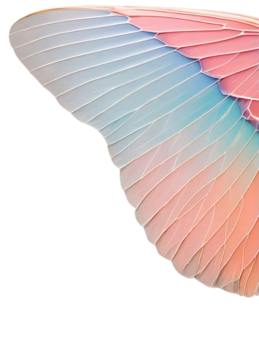 bird wing,paraglider wing,surfboard fin,wing,glass wings,bird wings,gradient mesh,color feathers,glass wing butterfly,bird of paradise,butterfly vector,winged,delta wings,flutter,parrot feathers,parachute fly,angel wing,wings,pigeon feather,winged heart,Illustration,Vector,Vector 20