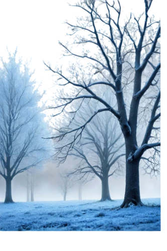 winter background,hoarfrost,winter landscape,snow trees,winter forest,wintry,winter magic,bare trees,snow landscape,beech trees,ground frost,winter tree,winter morning,birch tree background,walnut trees,treemsnow,background vector,foggy landscape,deciduous trees,winter dream,Illustration,Abstract Fantasy,Abstract Fantasy 21