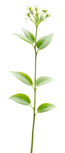 oil-related plant,tea plant,thick-leaf plant,citronella,stevia,morinda citrifolia,plant stem,stevia rebaudiana,aromatic plant,sky ladder plant,terrestrial plant,upright yellow sorrel,plant,celery stalk,flowers png,hojicha,aniseed,celery plant,alternanthera,chinese celery,Conceptual Art,Daily,Daily 06