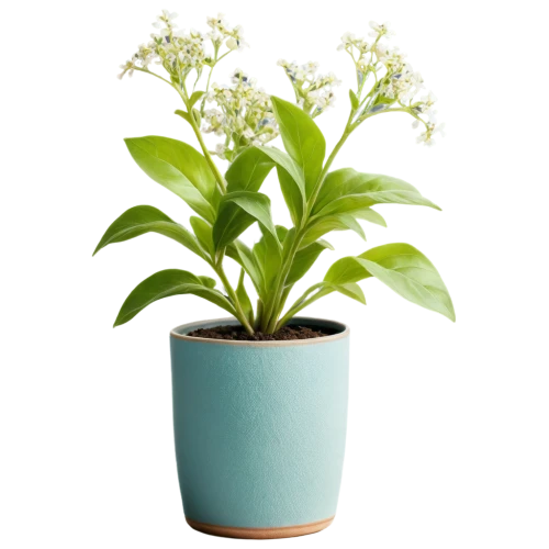 potted plant,container plant,plantago,money plant,flowerpot,lily of the valley,lily of the desert,green plant,wooden flower pot,houseplant,citronella,arabidopsis,pot plant,polka plant,ikebana,star jasmine,indoor plant,potted flowers,pilea,flower background,Photography,Fashion Photography,Fashion Photography 24