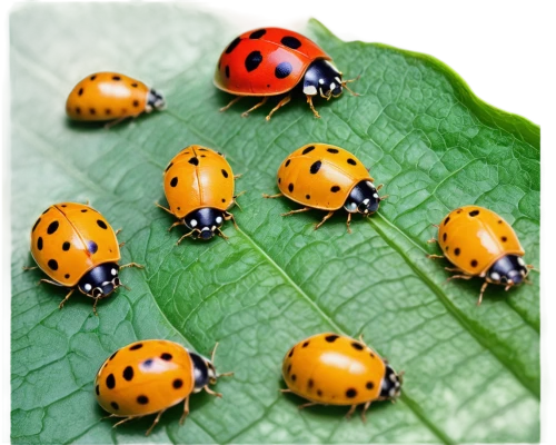 ladybirds,ladybugs,coccinellidae,asian lady beetle,seven-dot ladybug,ladybug,ladybird,beetles,lady bug,eyespots,tricolores,lycaonia,insects,smithi,defence,entomologists,spots,biodiversity,pupae,giovanella,Illustration,Abstract Fantasy,Abstract Fantasy 06