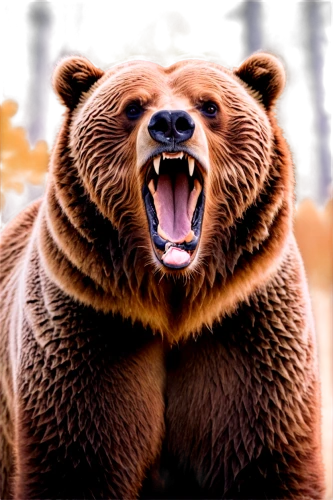 european brown bear,brown bear,nordic bear,grizzly bear,grizzly,bear,bearlike,bearish,great bear,bearse,brown bears,cute bear,scandia bear,bearman,bear kamchatka,bearup,bearss,orso,bearmanor,bearak,Art,Artistic Painting,Artistic Painting 42