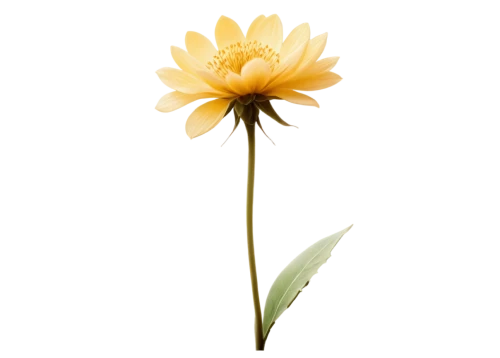 calenduleae,yellow calendula flower,yellow gerbera,calendula,calendula flower,chrysanthemum background,calendula officinalis,flowers png,yellow flower,flower background,gold flower,gazania,fallen flower,single flower,minimalist flowers,helianthus,hawkbit,coreopsis,straw flower,daisy flower,Illustration,Abstract Fantasy,Abstract Fantasy 19