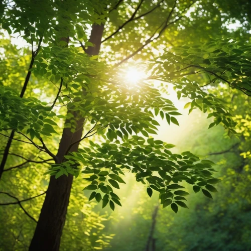 aaaa,aaa,sunlight through leafs,aa,nature background,forest background,green forest,background view nature,verdant,nature wallpaper,green wallpaper,patrol,tree canopy,green trees,forest landscape,sun burning wood,forested,reforested,forest tree,afforested,Photography,Artistic Photography,Artistic Photography 05