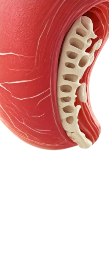 velopharyngeal,oropharyngeal,nasopharyngeal,uvula,glossopharyngeal,microcirculation,papillae,tavr,alveolus,hypercholesterolemia,ampullae,coronary vascular,pericytes,atherosclerosis,laryngeal,fibrocartilage,tympanic membrane,tendinous,alveolar,hyoid,Illustration,American Style,American Style 15