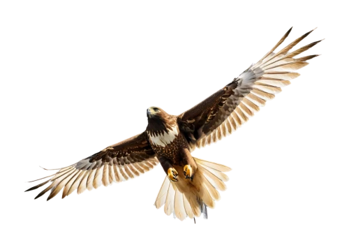 bird in flight,lanner falcon,saker falcon,in flight,falconiformes,bird flying,desert buzzard,aguila,changeable hawk-eagle,marsh harrier,falconry,golden eagle,ferruginous hawk,falconidae,bird flight,windhover,flying hawk,buteo,bird fly,flying and feeding,Unique,3D,Modern Sculpture