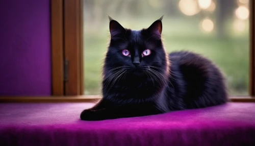 pet black,black cat,violet eyes,halloween black cat,dark purple,jiji the cat,black velvet,british longhair cat,black light,rich purple,domestic long-haired cat,yellow eyes,purple background,purple,cat image,turkish angora,chartreux,halloween cat,red eyes,russian blue,Art,Artistic Painting,Artistic Painting 26