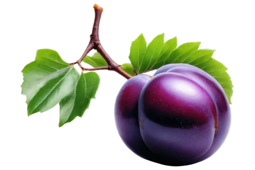 brinjal,eggplant,eggplants,egg plant,jamun,purple mangosteen,colada morada,purple chestnut,plum,grape pergel,european plum,wall,grape seed extract,grape hyancinths,mangosteen,fig,syzygium,grape,tamarillo,davidson's plum,Conceptual Art,Sci-Fi,Sci-Fi 02