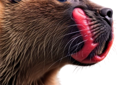 cat tongue,tongue,spermophilus,licker,licking,lick,red whiskered bulbull,licked,lickliter,otter,fossa,loutre,water marten,licko,sciurus carolinensis,nutria,lickin,lengua,otterloo,mustelidae,Illustration,Japanese style,Japanese Style 13