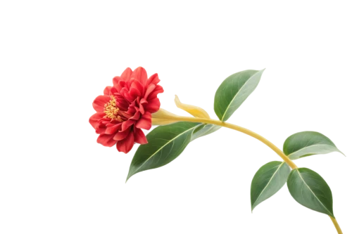 ixora,flowers png,deep coral zinnia,xanthorrhoeaceae,flower background,cestrum,red magnolia,ikebana,firecracker flower,fabaceae,floral digital background,minimalist flowers,floral mockup,alstroemeriaceae,red flower,japanese camellia,oleaceae,ericaceae,pacific rhododendron,passifloraceae,Art,Classical Oil Painting,Classical Oil Painting 21