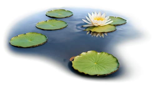 lotus on pond,lily pads,lily pad,waterlily,white water lilies,water lily,waterlilies,water lotus,water lilies,lily pond,water lilly,pond lily,white water lily,flower of water-lily,water lily plate,lotus pond,large water lily,lotus png,water lily leaf,lotuses,Art,Classical Oil Painting,Classical Oil Painting 05
