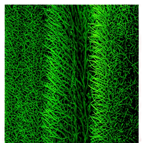 confocal,plant veins,spectrogram,neurons,angiogenic,filaments,metasequoia,microfilaments,dendrites,lamellae,notochord,microtubules,dacrydium,synapses,xylem,interneuron,dendrite,darwinia,interneurons,spirochetes,Conceptual Art,Sci-Fi,Sci-Fi 02