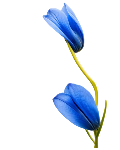 flowers png,flax-leaved tulip,trumpet gentian,gentiana,turkestan tulip,closed blue gentian,blue flower,gentian,gentians,blue petals,tulip background,dayflower,stemless gentian,minimalist flowers,blue flax,tulip,blue flowers,himilayan blue poppy,blue rose,two tulips,Illustration,Children,Children 04