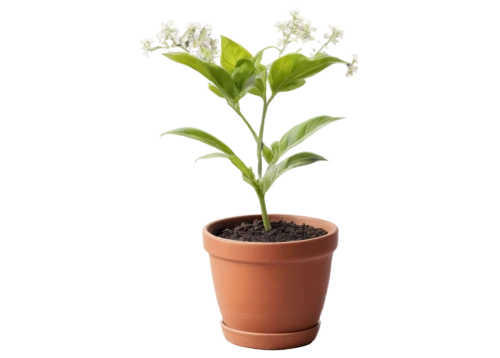 hostplant,phototropism,lantern plant,cotyledon,veratrum,potted plant,lily of the desert,resprout,plantago,ornithogalum umbellatum,adenium,container plant,lily of the valley,rank plant,arabidopsis,bulbous plant,arabian jasmine,flowers png,seedling,celery plant,Art,Classical Oil Painting,Classical Oil Painting 32