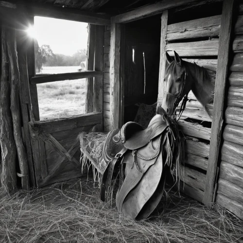 vintage horse,buckskin,equine,horse-rocking chair,hay horse,the horse-rocking chair,horse stable,horsemanship,horse barn,dream horse,beautiful horses,ponying,equestrian,horse love,horsewoman,foal,gypsy horse,horseriding,buckskins,portrait animal horse,Illustration,Black and White,Black and White 11