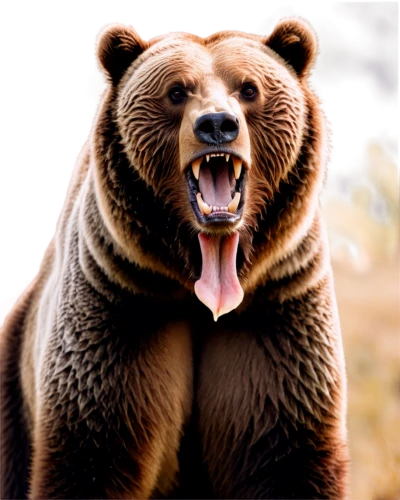 european brown bear,brown bear,bear,bearish,bearlike,nordic bear,cute bear,grizzly bear,bearse,great bear,grizzly,scandia bear,bearup,bear kamchatka,brown bears,bearss,orso,bearak,bearman,ursus,Photography,Fashion Photography,Fashion Photography 02