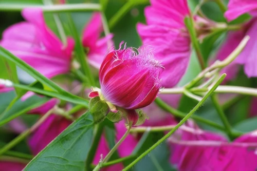 rosa rugosa,pink flowers,rosa spinosissima,pink flower,rosa gallica,rosa centifolia,rosaceae,fuschia,rose buds,pyronemataceae,flower bud,tricholomataceae,fuchsia,rosa sinensis,rosa glauca,rose bud,pink lisianthus,lathyrus,pink periwinkles,magnoliaceae,Illustration,Paper based,Paper Based 09