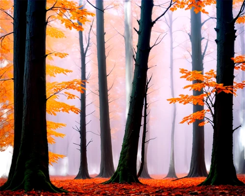 beech trees,autumn forest,autumn background,germany forest,foggy forest,beech forest,deciduous forest,autumn trees,mixed forest,beech leaves,autumn fog,forest landscape,winter forest,autumn scenery,copses,forest background,the trees in the fall,autumn landscape,row of trees,forestland,Illustration,Realistic Fantasy,Realistic Fantasy 33