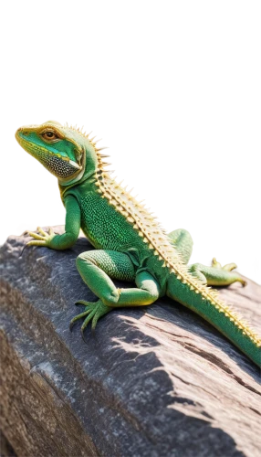 emerald lizard,basiliscus,green crested lizard,green lizard,day gecko,phelsuma,eastern water dragon lizard,green iguana,agamid,basilisks,hemidactylus,eastern water dragon,malagasy taggecko,ameiva,anolis,lagarto,ring-tailed iguana,wonder gecko,anole,collared lizard,Conceptual Art,Oil color,Oil Color 19