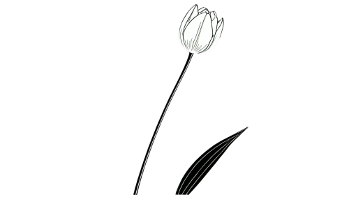flowers png,calla lily,bulb,lotus png,tulip,incandescent lamp,tulip background,arisaema,teaspoon,spork,lichtgestalt,sliver,tulipe,pointed flower,white lily,stamen,porcelain spoon,lotus leaf,specular,lampion flower,Illustration,Japanese style,Japanese Style 08