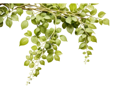 mistletoe berries,curry leaves,climbing plant,cherry laurel,lemon myrtle,tulsi seeds,argan tree,moringa,brazilian jasmine,crape jasmine,jojoba oil,jasminum sambac,gum leaves,bay leaf,common jasmin,intensely green hornbeam wallpaper,hanging plant,star jasmine,morinda citrifolia,farmer's jasmine,Photography,Documentary Photography,Documentary Photography 21